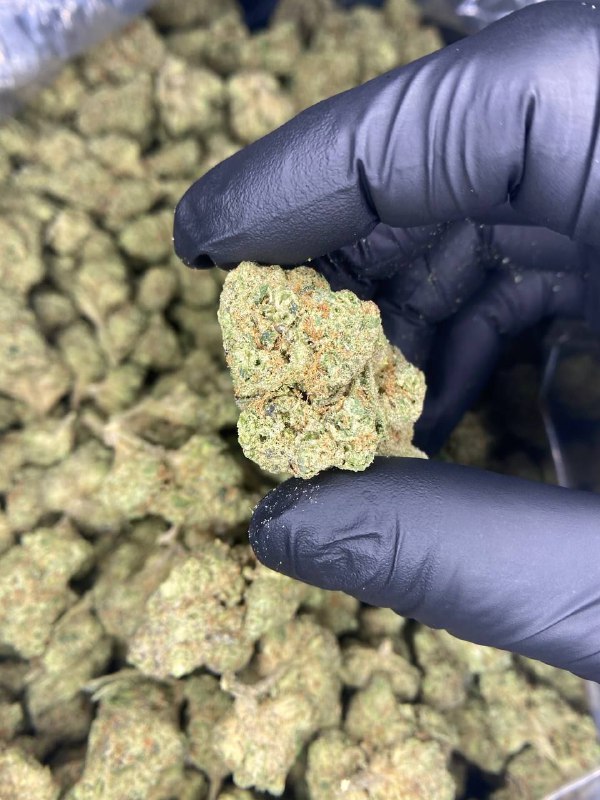 Apple fritters strain Apple fritters strain