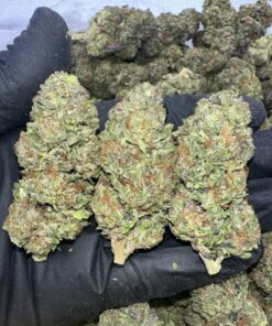 Jungle Cake Marijuana Strain